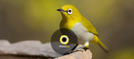 WhiteEye